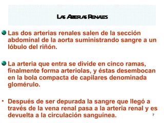 Las Arterias Renales Las dos arterias renales salen de la sección abdominal de la aorta suministrando sangre a un lóbulo del riñón. La arteria que entra se divide en cinco ramas, finalmente forma arteriolas, y éstas desembocan en la bola compacta de capilares denominada glomérulo. Después de ser depurada la sangre que llegó a través de la vena renal pasa a la arteria renal y es devuelta a la circulación sanguínea. 