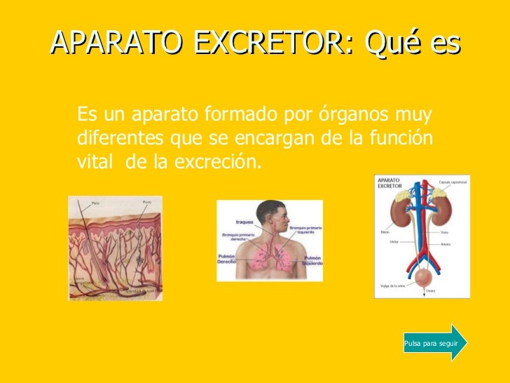Para Que Nos Sirve El Sistema Excretor