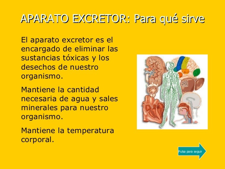 Para Que Nos Sirve El Sistema Excretor