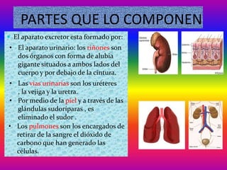 PARTES QUE LO COMPONEN
 El aparato excretor esta formado por:
• El aparato urinario: los riñones son
  dos órganos con forma de alubia
  gigante situados a ambos lados del
  cuerpo y por debajo de la cintura.
• Las vías urinarias son los uréteres
  , la vejiga y la uretra.
• Por medio de la piel y a través de las
  glándulas sudoríparas , es
  eliminado el sudor .
• Los pulmones son los encargados de
  retirar de la sangre el dióxido de
  carbono que han generado las
  células.
 