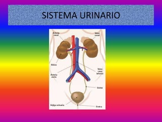 SISTEMA URINARIO
 