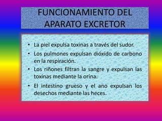 FUNCIONAMIENTO DEL
    APARATO EXCRETOR
• La piel expulsa toxinas a través del sudor.
• Los pulmones expulsan dióxido de carbono
  en la respiración.
• Los riñones filtran la sangre y expulsan las
  toxinas mediante la orina.
• El intestino grueso y el ano expulsan los
  desechos mediante las heces.
 