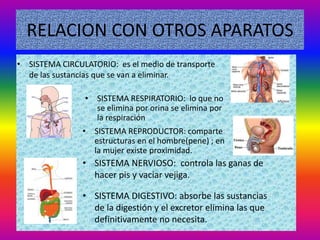 RELACION CON OTROS APARATOS
• SISTEMA CIRCULATORIO: es el medio de transporte
  de las sustancias que se van a eliminar.

                • SISTEMA RESPIRATORIO: lo que no
                  se elimina por orina se elimina por
                  la respiración
                • SISTEMA REPRODUCTOR: comparte
                  estructuras en el hombre(pene) ; en
                  la mujer existe proximidad.
                • SISTEMA NERVIOSO: controla las ganas de
                  hacer pis y vaciar vejiga.

                • SISTEMA DIGESTIVO: absorbe las sustancias
                  de la digestión y el excretor elimina las que
                  definitivamente no necesita.
 