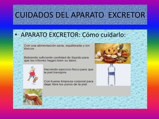 CUIDADOS DEL APARATO EXCRETOR

• APARATO EXCRETOR: Cómo cuidarlo:
 