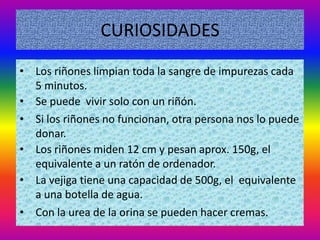 CURIOSIDADES
• Los riñones limpian toda la sangre de impurezas cada
  5 minutos.
• Se puede vivir solo con un riñón.
• Si los riñones no funcionan, otra persona nos lo puede
  donar.
• Los riñones miden 12 cm y pesan aprox. 150g, el
  equivalente a un ratón de ordenador.
• La vejiga tiene una capacidad de 500g, el equivalente
  a una botella de agua.
• Con la urea de la orina se pueden hacer cremas.
 