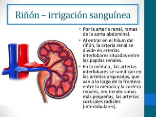 Aparato excretor | PPTX