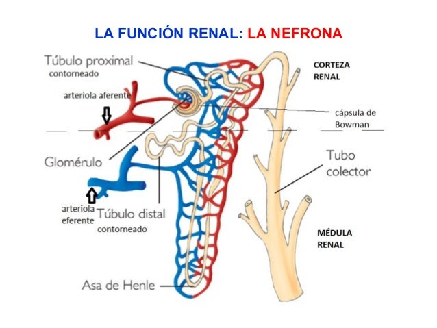 Imagen relacionada