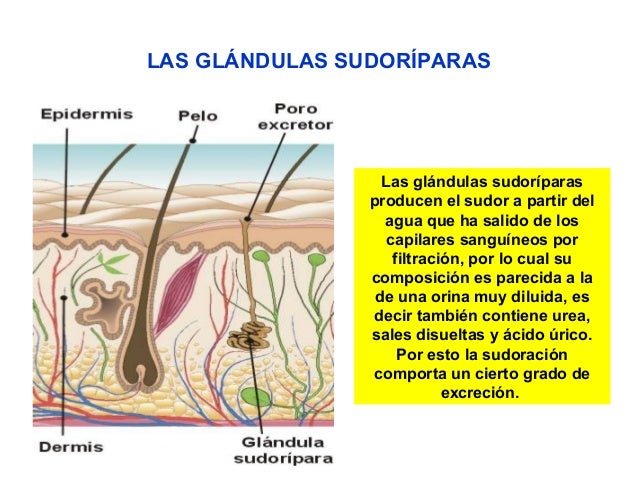 Glandulas Sudoriparas Que Son Tipos Y Que Funcion – ONKYH