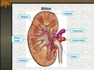 Riñón
Cápsula
Médula

Vena renal
Pelvis
renal

Arteria renal

Uréter
Corteza

 