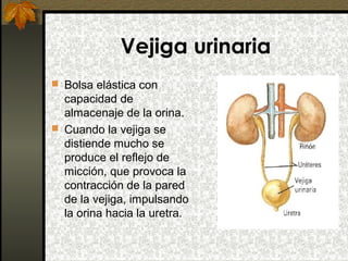 Vejiga urinaria
 Bolsa elástica con

capacidad de
almacenaje de la orina.
 Cuando la vejiga se
distiende mucho se
produce el reflejo de
micción, que provoca la
contracción de la pared
de la vejiga, impulsando
la orina hacia la uretra.

 