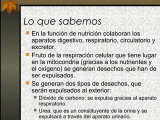 Lo que sabemos
 En la función de nutrición colaboran los

aparatos digestivo, respiratorio, circulatorio y
excretor.
 Fruto de la respiración celular que tiene lugar
en la mitocondria (gracias a los nutrientes y
el oxígeno) se generan desechos que han de
ser expulsados.
 Se generan dos tipos de desechos, que
serán expulsados al exterior:



Dióxido de carbono: se expulsa gracias al aparato
respiratorio.
Urea: que es un constituyente de la orina y se
expulsará a través del aparato urinario.

 