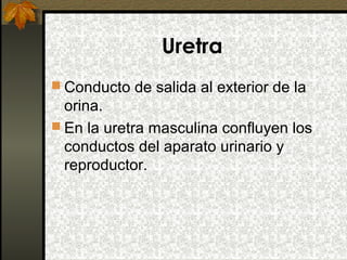 Uretra
 Conducto de salida al exterior de la

orina.
 En la uretra masculina confluyen los
conductos del aparato urinario y
reproductor.

 