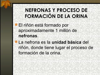 NEFRONAS Y PROCESO DE
FORMACIÓN DE LA ORINA
 El riñón está formado por

aproximadamente 1 millón de
nefronas.
 La nefrona es la unidad básica del
riñón, donde tiene lugar el proceso de
formación de la orina.

 