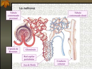 La nefrona
Túbulo
contorneado
proximal

Cápsula de
Bowman

Túbulo
contorneado distal

Glomérulo
Red capilar
peritubular
Asa de Henle

Conducto
colector

 