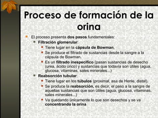 Proceso de formación de la
orina


El proceso presenta dos pasos fundamentales:
 Filtración glomerular:
 Tiene lugar en la cápsula de Bowman.
 Se produce el filtrado de sustancias desde la sangre a la
cápsula de Bowman.
 Es un filtrado inespecífico (pasan sustancias de desecho
(urea, ácido úrico) y sustancias que todavía son útiles (agua,
glucosa, vitaminas, sales minerales...)
 Reabsorción tubular:
 Tiene lugar en los túbulos (proximal, asa de Henle, distal).
 Se produce la reabsorción, es decir, el paso a la sangre de
aquellas sustancias que son útiles (agua, glucosa, vitaminas,
sales minerales...)
 Va quedando únicamente lo que son desechos y se va
concentrando la orina

 