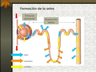 Formación de la orina
Filtración
glomerular

agua
nutrientes
residuos

Reabsorción
tubular

 