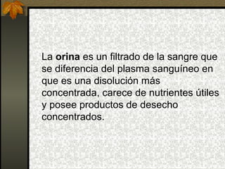 La orina es un filtrado de la sangre que
se diferencia del plasma sanguíneo en
que es una disolución más
concentrada, carece de nutrientes útiles
y posee productos de desecho
concentrados.

 