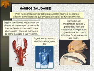 HÁBITOS SALUDABLES
Para no sobrecargar de trabajo a nuestros riñones, debemos
adquirir ciertos hábitos que ayudan a mejorar su funcionamiento.
Ingerir cantidades moderadas de
ciertos alimentos que provocan la
formación de productos tóxicos
(ácido úrico) como el marisco o
la carne de caza o las vísceras.
Ingerir como mínimo
dos litros de agua al
día.

Consumir con
moderación carnes y
pescados, ricos en
sustancias nitrogenadas
cuya eliminación puede
alterar el funcionamiento
del riñón.

 