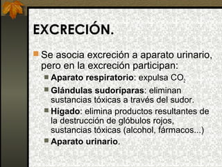 EXCRECIÓN.
 Se asocia excreción a aparato urinario,

pero en la excreción participan:
 Aparato

respiratorio: expulsa CO2
 Glándulas sudoríparas: eliminan
sustancias tóxicas a través del sudor.
 Hígado: elimina productos resultantes de
la destrucción de glóbulos rojos,
sustancias tóxicas (alcohol, fármacos...)
 Aparato urinario.

 