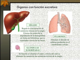 Órganos con función excretora

HÍGADO
Regula la concentración de
sustancias tóxicas en la sangre.
Elimina los restos de la
degradación de la hemoglobina
en forma de bilirrubina, que es
expulsada a través de las heces.

PULMONES
Eliminan el dióxido de
carbono producido en el
metabolismo celular.

GLÁNDULAS
SUDORÍPARAS
Su función es eliminar el sudor, a través del cual se
eliminan las sustancias las sustancias tóxicas de la sangre.

 