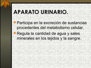 APARATO URINARIO.
 Participa en la excreción de sustancias

procedentes del metabolismo celular.
 Regula la cantidad de agua y sales
minerales en los tejidos y la sangre.

 
