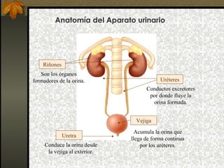Anatomía del Aparato urinario

Riñones
Son los órganos
formadores de la orina.

Uréteres
Conductos excretores
por donde fluye la
orina formada.
Vejiga

Uretra
Conduce la orina desde
la vejiga al exterior.

Acumula la orina que
llega de forma continua
por los uréteres.

 