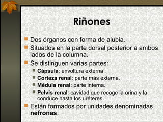 Riñones
 Dos órganos con forma de alubia.
 Situados en la parte dorsal posterior a ambos

lados de la columna.
 Se distinguen varias partes:





Cápsula: envoltura externa
Corteza renal: parte más externa.
Médula renal: parte interna.
Pelvis renal: cavidad que recoge la orina y la
conduce hasta los uréteres.

 Están formados por unidades denominadas

nefronas.

 