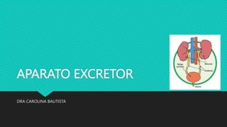 APARATO EXCRETOR
DRA CAROLINA BAUTISTA
 