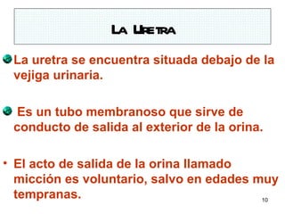 La Uretra
 La uretra se encuentra situada debajo de la
 vejiga urinaria.

 Es un tubo membranoso que sirve de
 conducto de salida al exterior de la orina.

• El acto de salida de la orina llamado
  micción es voluntario, salvo en edades muy
  tempranas.                              10
 