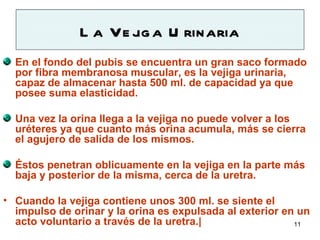 L a Ve jig a U rinaria
  En el fondo del pubis se encuentra un gran saco formado
  por fibra membranosa muscular, es la vejiga urinaria,
  capaz de almacenar hasta 500 ml. de capacidad ya que
  posee suma elasticidad.

  Una vez la orina llega a la vejiga no puede volver a los
  uréteres ya que cuanto más orina acumula, más se cierra
  el agujero de salida de los mismos.

  Éstos penetran oblicuamente en la vejiga en la parte más
  baja y posterior de la misma, cerca de la uretra.

• Cuando la vejiga contiene unos 300 ml. se siente el
  impulso de orinar y la orina es expulsada al exterior en un
  acto voluntario a través de la uretra.|                 11
 