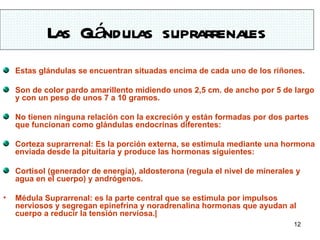 Las Glándulas suprarrenales
    Estas glándulas se encuentran situadas encima de cada uno de los riñones.

    Son de color pardo amarillento midiendo unos 2,5 cm. de ancho por 5 de largo
    y con un peso de unos 7 a 10 gramos.

    No tienen ninguna relación con la excreción y están formadas por dos partes
    que funcionan como glándulas endocrinas diferentes:

    Corteza suprarrenal: Es la porción externa, se estimula mediante una hormona
    enviada desde la pituitaria y produce las hormonas siguientes:

    Cortisol (generador de energía), aldosterona (regula el nivel de minerales y
    agua en el cuerpo) y andrógenos.

•   Médula Suprarrenal: es la parte central que se estimula por impulsos
    nerviosos y segregan epinefrina y noradrenalina hormonas que ayudan al
    cuerpo a reducir la tensión nerviosa.|
                                                                              12
 
