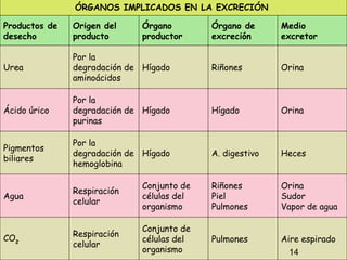 ÓRGANOS IMPLICADOS EN LA EXCRECIÓN

Productos de   Origen del    Órgano        Órgano de      Medio
desecho        producto      productor     excreción      excretor

               Por la
Urea           degradación de Hígado       Riñones        Orina
               aminoácidos

               Por la
Ácido úrico    degradación de Hígado       Hígado         Orina
               purinas

               Por la
Pigmentos
               degradación de Hígado       A. digestivo   Heces
biliares
               hemoglobina

                             Conjunto de   Riñones        Orina
               Respiración
Agua                         células del   Piel           Sudor
               celular
                             organismo     Pulmones       Vapor de agua

                             Conjunto de
CO2            Respiración
                             células del   Pulmones       Aire espirado
               celular                                             15
                             organismo                     14
 
