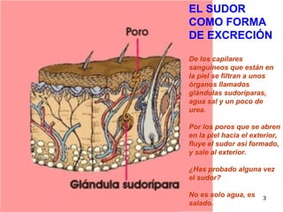EL SUDOR
COMO FORMA
DE EXCRECIÓN

De los capilares
sanguíneos que están en
la piel se filtran a unos
órganos llamados
glándulas sudoríparas,
agua sal y un poco de
urea.

Por los poros que se abren
en la piel hacia el exterior,
fluye el sudor así formado,
y sale al exterior.

¿Has probado alguna vez
el sudor?

No es solo agua, es    3
salado.
 