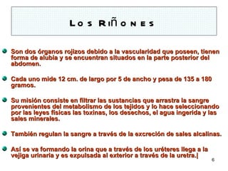 L o s R iñ o n e s

Son dos órganos rojizos debido a la vascularidad que poseen, tienen
forma de alubia y se encuentran situados en la parte posterior del
abdomen.

Cada uno mide 12 cm. de largo por 5 de ancho y pesa de 135 a 180
gramos.

Su misión consiste en filtrar las sustancias que arrastra la sangre
provenientes del metabolismo de los tejidos y lo hace seleccionando
por las leyes físicas las toxinas, los desechos, el agua ingerida y las
sales minerales.

También regulan la sangre a través de la excreción de sales alcalinas.

Así se va formando la orina que a través de los uréteres llega a la
vejiga urinaria y es expulsada al exterior a través de la uretra.|
                                                                      6
 
