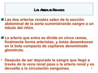 L s At ia R l
                    a rer s enaes
  Las dos arterias renales salen de la sección
  abdominal de la aorta suministrando sangre a un
  lóbulo del riñón.

  La arteria que entra se divide en cinco ramas,
  finalmente forma arteriolas, y éstas desembocan
  en la bola compacta de capilares denominada
  glomérulo.

• Después de ser depurada la sangre que llegó a
  través de la vena renal pasa a la arteria renal y es
  devuelta a la circulación sanguínea.               7
 