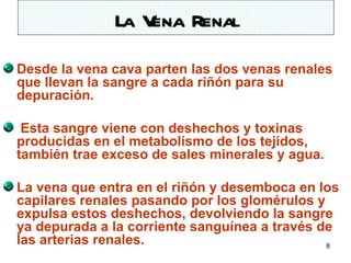 La V Renal
                  ena
Desde la vena cava parten las dos venas renales
que llevan la sangre a cada riñón para su
depuración.

 Esta sangre viene con deshechos y toxinas
producidas en el metabolismo de los tejidos,
también trae exceso de sales minerales y agua.

La vena que entra en el riñón y desemboca en los
capilares renales pasando por los glomérulos y
expulsa estos deshechos, devolviendo la sangre
ya depurada a la corriente sanguínea a través de
las arterias renales.                          8
 