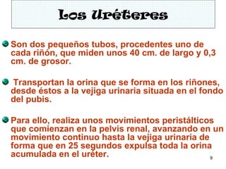 Los Uréteres

Son dos pequeños tubos, procedentes uno de
cada riñón, que miden unos 40 cm. de largo y 0,3
cm. de grosor.

Transportan la orina que se forma en los riñones,
desde éstos a la vejiga urinaria situada en el fondo
del pubis.

Para ello, realiza unos movimientos peristálticos
que comienzan en la pelvis renal, avanzando en un
movimiento continuo hasta la vejiga urinaria de
forma que en 25 segundos expulsa toda la orina
acumulada en el uréter.                         9
 