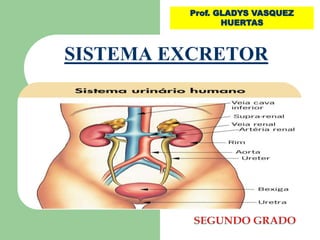 Prof. GLADYS VASQUEZ 
HUERTAS 
SISTEMA EXCRETOR 
 