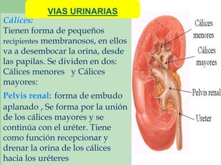 VIAS URINARIAS 
Cálices: 
Tienen forma de pequeños 
recipientes membranosos, en ellos 
va a desembocar la orina, desde 
las papilas. Se dividen en dos: 
Cálices menores y Cálices 
mayores: 
Pelvis renal: forma de embudo 
aplanado , Se forma por la unión 
de los cálices mayores y se 
continúa con el uréter. Tiene 
como función recepcionar y 
drenar la orina de los cálices 
hacia los uréteres 
 