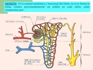 NEFRÓN: Es la unidad anatómica y funcional del riñón, en el se forma la 
orina, existen aproximadamente un millón en cada riñón, están 
compuestos por: 
 