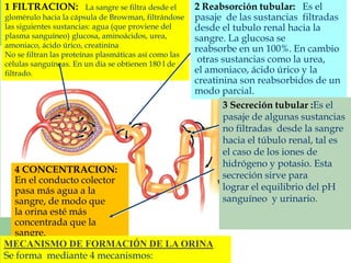2 Reabsorción tubular: Es el 
pasaje de las sustancias filtradas 
desde el tubulo renal hacia la 
sangre. La glucosa se 
reabsorbe en un 100%. En cambio 
otras sustancias como la urea, 
el amoniaco, ácido úrico y la 
creatinina son reabsorbidos de un 
modo parcial. 
1 FILTRACION: La sangre se filtra desde el 
glomérulo hacia la cápsula de Browman, filtrándose 
las siguientes sustancias: agua (que proviene del 
plasma sanguíneo) glucosa, aminoácidos, urea, 
amoniaco, ácido úrico, creatinina 
No se filtran las proteínas plasmáticas así como las 
células sanguíneas. En un día se obtienen 180 l de 
filtrado. 
3 Secreción tubular :Es el 
pasaje de algunas sustancias 
no filtradas desde la sangre 
hacia el túbulo renal, tal es 
el caso de los iones de 
hidrógeno y potasio. Esta 
secreción sirve para 
lograr el equilibrio del pH 
sanguíneo y urinario. 
4 CONCENTRACION: 
En el conducto colector 
pasa más agua a la 
sangre, de modo que 
la orina esté más 
concentrada que la 
sangre. 
MECANISMO DE FORMACIÓN DE LA ORINA 
Se forma mediante 4 mecanismos: 
 