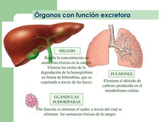 Órganos con función excretora 
HÍGADO 
Regula la concentración de 
sustancias tóxicas en la sangre. 
Elimina los restos de la 
degradación de la hemoglobina 
en forma de bilirrubina, que es 
expulsada a través de las heces. 
GLÁNDULAS 
SUDORÍPARAS 
PULMONES 
Eliminan el dióxido de 
carbono producido en el 
metabolismo celular. 
Su función es eliminar el sudor, a través del cual se 
eliminan las sustancias tóxicas de la sangre. 
 