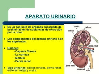 APARATO URINARIO 
 Es un conjunto de órganos encargado de 
la eliminación de sustancias de excreción 
por la orina. 
 Los componentes del aparato urinario son 
los siguientes: 
 Riñones: 
- Cápsula fibrosa 
- La corteza 
- Médula 
- Pelvis renal 
 Vías urinarias: cálices renales, pelvis renal, 
uréteres, vejiga y uretra. 
 