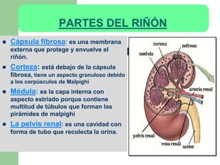 PARTES DEL RIÑÓN 
 Cápsula fibrosa: es una membrana 
externa que protege y envuelve el 
riñón. 
 Corteza: está debajo de la cápsula 
fibrosa, tiene un aspecto granuloso debido 
a los corpúsculos de Malpighi 
 Médula: es la capa interna con 
aspecto estriado porque contiene 
multitud de túbulos que forman las 
pirámides de malpighi 
 La pelvis renal: es una cavidad con 
forma de tubo que recolecta la orina. 
 