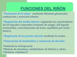 FUNCIONES DEL RIÑÓN 
•Formación de la orina: mediante filtración glomerular, 
reabsorción y secreción tubular. 
•Regulación del medio interno: regulando las características 
de los líquidos corporales (volumen de sangre, del líquido 
extracelular, concentraciones de iones, equilibrio por ácido – 
básico). 
•Regulación de la presión arterial: mediante la renina . 
•Depuración de metabolitos y sustancias de desecho. 
•Estimula la eritropoyesis 
•Síntesis de amoniaco, metabolismo de fósforo y calcio. 
•Sintetiza vitamina D 
 
