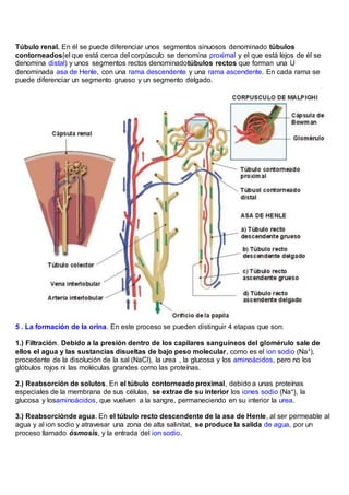 Túbulo renal. En él se puede diferenciar unos segmentos sinuosos denominado túbulos
contorneados(el que está cerca del corpúsculo se denomina proximal y el que está lejos de él se
denomina distal) y unos segmentos rectos denominadotúbulos rectos que forman una U
denominada asa de Henle, con una rama descendente y una rama ascendente. En cada rama se
puede diferenciar un segmento grueso y un segmento delgado.
5 . La formación de la orina. En este proceso se pueden distinguir 4 etapas que son:
1.) Filtración. Debido a la presión dentro de los capilares sanguíneos del glomérulo sale de
ellos el agua y las sustancias disueltas de bajo peso molecular, como es el ion sodio (Na+),
procedente de la disolución de la sal (NaCl), la urea , la glucosa y los aminoácidos, pero no los
glóbulos rojos ni las moléculas grandes como las proteínas.
2.) Reabsorción de solutos. En el túbulo contorneado proximal, debido a unas proteínas
especiales de la membrana de sus células, se extrae de su interior los iones sodio (Na+), la
glucosa y losaminoácidos, que vuelven a la sangre, permaneciendo en su interior la urea.
3.) Reabsorciónde agua. En el túbulo recto descendente de la asa de Henle, al ser permeable al
agua y al ion sodio y atravesar una zona de alta salinitat, se produce la salida de agua, por un
proceso llamado ósmosis, y la entrada del ion sodio.
 