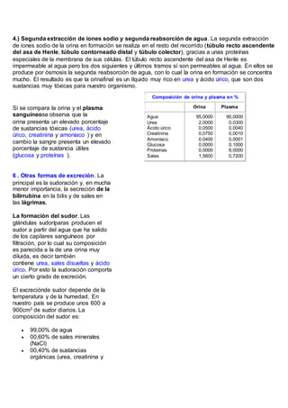 4.) Segunda extracción de iones sodio y segunda reabsorción de agua. La segunda extracción
de iones sodio de la orina en formación se realiza en el resto del recorrido (túbulo recto ascendente
del asa de Henle, túbulo contorneado distal y túbulo colector), gracias a unas proteínas
especiales de la membrana de sus células. El túbulo recto ascendente del asa de Henle es
impermeable al agua pero los dos siguientes y últimos tramos sí son permeables al agua. En ellos se
produce por ósmosis la segunda reabsorción de agua, con lo cual la orina en formación se concentra
mucho. El resultado es que la orinafinal es un líquido muy rico en urea y ácido úrico, que son dos
sustancias muy tóxicas para nuestro organismo.
Si se compara la orina y el plasma
sanguíneose observa que la
orina presenta un elevado porcentaje
de sustancias tóxicas (urea, ácido
úrico, creatinina y amoníaco ) y en
cambio la sangre presenta un elevado
porcentaje de sustancia útiles
(glucosa y proteínas ).
Composición de orina y plasma en %
Orina Plasma
Agua
Urea
Ácido úrico
Creatinina
Amoníaco
Glucosa
Proteínas
Sales
95,0000
2,0000
0,0500
0,0750
0,0400
0,0000
0,0000
1,5600
90,0000
0,0300
0,0040
0,0010
0,0001
0,1000
8,0000
0,7200
6 . Otras formas de excreción. La
principal es la sudoración y, en mucha
menor importancia, la secreción de la
bilirrubina en la bilis y de sales en
las lágrimas.
La formación del sudor. Las
glándulas sudoríparas producen el
sudor a partir del agua que ha salido
de los capilares sanguíneos por
filtración, por lo cual su composición
es parecida a la de una orina muy
diluida, es decir también
contiene urea, sales disueltas y ácido
úrico. Por esto la sudoración comporta
un cierto grado de excreción.
El excreciónde sudor depende de la
temperatura y de la humedad. En
nuestro país se produce unos 600 a
900cm3 de sudor diarios. La
composición del sudor es:
 99,00% de agua
 00,60% de sales minerales
(NaCl)
 00,40% de sustancias
orgánicas (urea, creatinina y
 