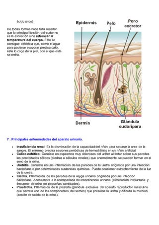 ácido úrico)
De todas formas hace falta resaltar
que la principal función del sudor no
es la excreción sino refrescar la
temperatura del cuerpo. Esto se
consigue debido a que, como el agua
para poderse evaporar preciso calor,
éste lo coge de la piel, con el que esta
se enfría.
7 . Principales enfermedades del aparato urinario.
 Insuficiencia renal. Es la disminución de la capacidad del riñón para separar la urea de la
sangre. El enfermo precisa sesiones periódicas de hemodiálisis en un riñón artificial.
 Cólico nefrítico. Consiste en espasmos muy dolorosos del uréter al frotar sobre sus paredes
los precipitados sólidos (piedras o cálculos renales) que anormalmente se pueden formar en el
seno de la orina.
 Uretritis. Consiste en una inflamación de las paredes de la uretra originada por una infección
bacteriana o por determinadas sustancias químicas. Puede ocasionar estrechamiento de la luz
de la uretra.
 Cistitis. Inflamación de las paredes de la vejiga urinaria originada por una infección
bacteriana. Acostumbra a ir acompañada de incontinencia urinaria (eliminación involuntaria y
frecuente de orina en pequeñas cantidades).
 Prostatitis. Inflamación de la próstata (glándula exclusiva del aparato reproductor masculino
que secreta uno de los componentes del semen) que presiona la uretra y dificulta la micción
(acción de salida de la orina).
 