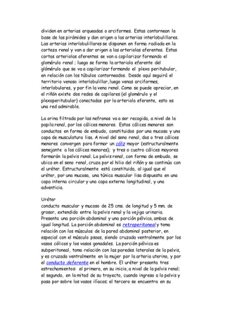 dividen en arterias arqueadas o arciformes. Estas contornean la
base de las pirámides y dan origen a las arterias interlobulillares.
Las arterias interlobulillares se disponen en forma radiada en la
corteza renal y van a dar origen a las arteriolas aferentes. Estas
cortas arteriolas aferentes se van a capilarizar formando el
glomérulo renal ; luego se forma la arteriola eferente del
glómérulo que se va a capilarizar formando el plexo peritubular,
en relación con los túbulos contorneados. Desde aquí seguirá el
territorio venoso interlobulillar, luego venas arciformes,
interlobulares, y por fin la vena renal. Como se puede apreciar, en
el riñón existe dos redes de capilares (el glomérulo y el
plexoperitubular) conectadas por la arteriola eferente, esto es
una red admirable.
La orina filtrada por las nefronas va a ser recogida, a nivel de la
papila renal, por los cálices menores. Estos cálices menores son
conductos en forma de embudo, constituidos por una mucosa y una
capa de musculatura lisa. A nivel del seno renal, dos o tres cálices
menores convergen para formar un cáliz mayor (estructuralmente
semejante a los cálices menores); y tres o cuatro cálices mayores
formarán la pelvis renal. La pelvis renal, con forma de embudo, se
ubica en el seno renal, cruza por el hilio del riñón y se continúa con
el uréter. Estructuralmente está constituida, al igual que el
uréter, por una mucosa, una túnica muscular lisa dispuesta en una
capa interna circular y una capa externa longitudinal, y una
adventicia.
Uréter
conducto muscular y mucoso de 25 cms. de longitud y 5 mm. de
grosor, extendido entre la pelvis renal y la vejiga urinaria.
Presenta una porción abdominal y una porción pélvica, ambas de
igual longitud. La porción abdominal es retroperitoneal y toma
relación con los músculos de la pared abdominal posterior, en
especial con el músculo psoas, siendo cruzada ventralmente por los
vasos cólicos y los vasos gonadales. La porción pélvica es
subperitoneal, toma relación con las paredes laterales de la pelvis,
y es cruzada ventralmente en la mujer por la arteria uterina, y por
el conducto deferente en el hombre. El uréter presenta tres
estrechamientos: el primero, en su inicio, a nivel de la pelvis renal;
el segundo, en la mitad de su trayecto, cuando ingresa a la pelvis y
pasa por sobre los vasos ilíacos; el tercero se encuentra en su
 
