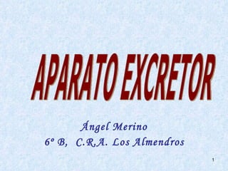 Ángel Merino 6º B,  C.R.A. Los Almendros APARATO EXCRETOR 